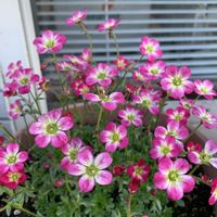 クモマグサ,花のある暮らし,癒される♡,日日是好日,お店の前で♡の画像