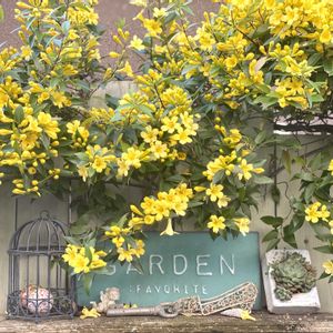 カロライナジャスミン,花のある暮らし,緑のある暮らし,黄色の花,ナチュラルスタイルの画像