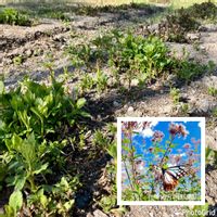 フジバカマ,アサギマダラ,渡り蝶アサギマダラ,家庭菜園奮闘日記,チーム岐阜の画像