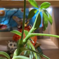 シェフレラ,ホームセンター出身,ウコギ科,シェフレラ属,木曜日は木の画像