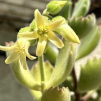 熊童子,くまどうし 熊童子の画像