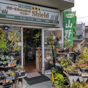 多肉植物,ウラボシ科,ビカクシダ属,食中植物,塊根の画像