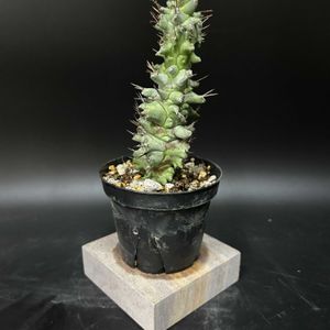 ユーフォルビア属,多肉植物,観葉植物,塊根植物,コーデックスの画像