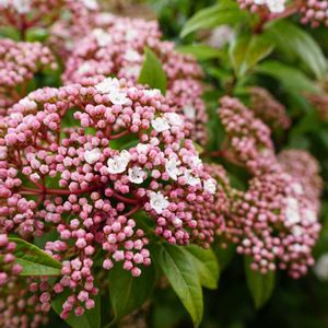 ビバーナム ティヌス,ナチュラルガーデン,ジャンクガーデン,花のある暮らし,緑のある暮らしの画像