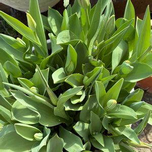 ガーデニング,花のある暮らし,ナチュラルスタイル,おうち園芸,玄関アプローチの画像