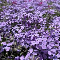 シバザクラ,芝桜,職場の花壇,職場園芸の画像