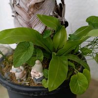 オオタニワタリ,ベランダの画像