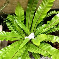 オオタニワタリ,アスプレニウムの画像