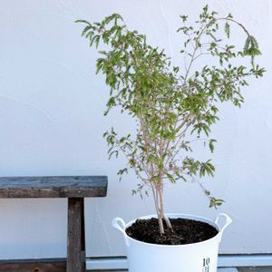 メラレウカ・ティーツリー,メラレウカ,ナチュラルガーデン,ジャンクガーデン,花のある暮らしの画像