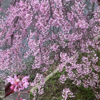 カリン,カリン,クジャクサボテン,クリスマスローズ,クリスマスローズの画像