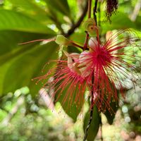 サガリバナ,赤い花,南国の花,いい匂い,夜に咲く花の画像