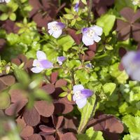 マリーゴールド,マリーゴールド,チマサンチュ,チマサンチュ,ミツバの画像