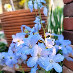 地植え,かわいいな♡,成長が楽しみ,お花好き,すてき…♡の画像