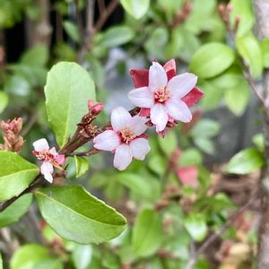 ヒメシャリンバイ(姫車輪梅),植栽,素敵な出会いに感謝,バラ科シャリンバイ属,木曜は木の花の画像