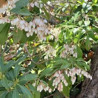 アセビ,馬酔木(アセビ）,公園,お花見,春の訪れの画像