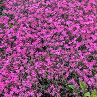 シバザクラ,マリーゴールド,ルピナス,平和を願う,戦争反対の画像