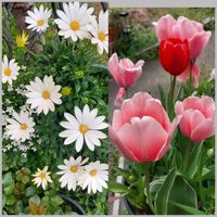 チューリップ,キララ,かわいいな♡,花のある暮らし,好きなお花の画像