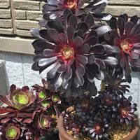 カランコエ,黒法師,カシミアバイオレット,多肉地植え,穏やかな時間の画像