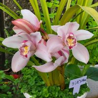 シンビジウム,春のお花,春到来！,可憐な花,ピンク❤︎ピンクの画像