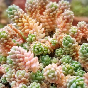 多肉中毒,ベランダ多肉,多肉の花芽,マジョール,タニラーの画像