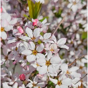 クレマチス,ユキヤナギ,,ピンクユキヤナギ,ピンクユキヤナギの画像