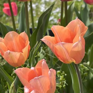 チューリップ,ネモフィラ,畑の画像