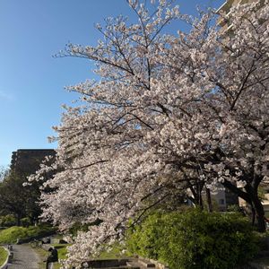 グリーンのある暮らし,ナチュラルスタイル,楽しい時間,キュンキュン乙女倶楽部,チーム福岡の画像