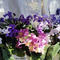 ストレプトカーパス,ストレプトカーパス,花のある暮らし,イワタバコ科,北海道からの画像