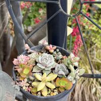 グレビレア,セダム,エケベリア,パープルヘイズ,カリフォルニアサンセットの画像