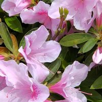 カロライナジャスミン,シバザクラ,チューリップ,ツツジ,近くの公園の画像