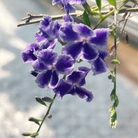 デュランタ,ムラサキ色がキレイ,窓辺の画像