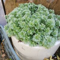 アサギリソウの画像