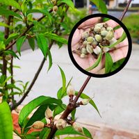 カシワバアジサイ,スパラキシス,モモ,イヌエンジュ,桃さくひめの画像