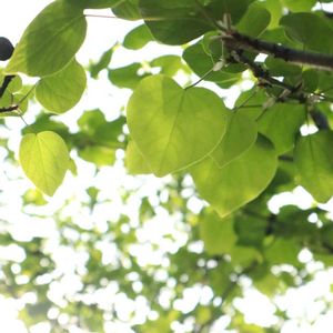 マユミ,コハウチワカエデ,マルバノキ,クロモジ,庭木の画像