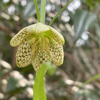 バイモ,アミガサユリ,お出かけ先の画像