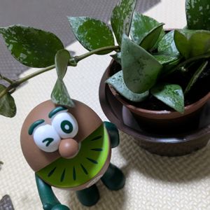 ホヤ,着生植物,珍奇植物,植物のある暮らし,植中毒の画像