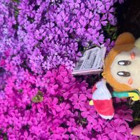 シバザクラの画像