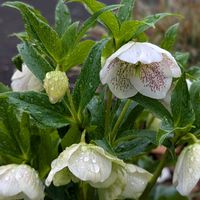 グラジオラス,クリスマスローズ,花のある暮らし,植物のある暮らし,葉っぱ好きの画像