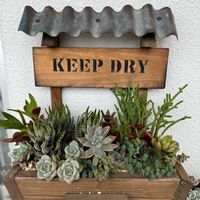 白牡丹,ブロウメアナ,オウレイ,十二の巻,いろいろ多肉の画像