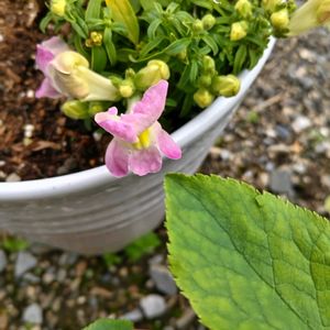 ハナニラ,駐車場,GSアダルトチーム,おうち園芸,チーム岐阜の画像