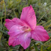 グラジオラスの画像