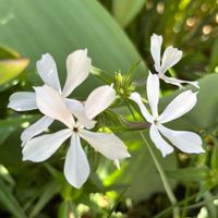 アジュガ,アマドコロ,サクラソウ,タイム,ボリジの画像