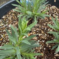 かすみ草,枝豆,お家園芸の画像