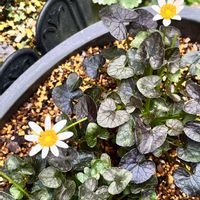 リュウキンカ,カラスバヒメリュウキンカ,姫リュウキンカ,姫立金花,ハート型の画像