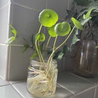 ヘデラ,ウォーターマッシュルーム,アイビー,多肉植物,観葉植物の画像