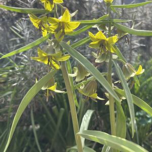 咲いた！,植物のある暮らし,ナチュラルスタイル,ナチュラルな庭づくり,セウェルツォウィーの画像
