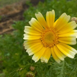 春菊,ネギ坊主,小松菜の花,畑の画像