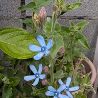 シバザクラ,マーガレット,マーガレット,オキシペタラム ブルースター,シバザクラ 多摩の流れの画像