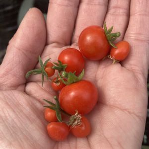 ミニトマト,ミニトマト,ミニトマト,屋上,初心者の画像