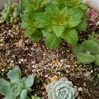 キキョウ,花うらら,熊童子,デレッセーナ,ヒューケラの画像